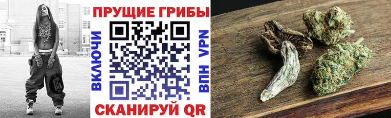 Псилоцибиновые грибы Cubensis  Купить закладки  Сегежа 